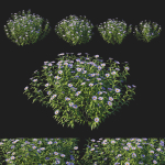 Aster Oblongifolius Bush