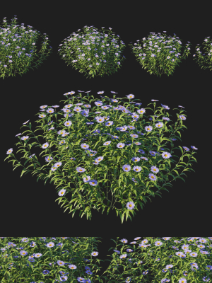 aster-oblongifolius-bush-3d-model-c1babf05a2