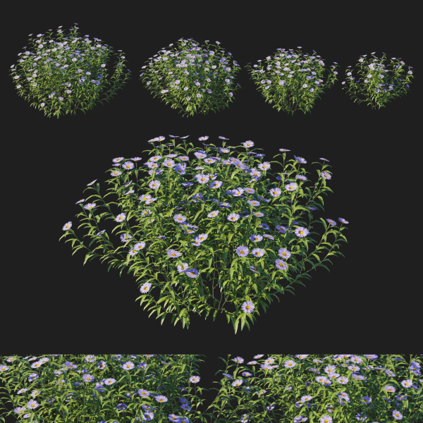 Aster Oblongifolius Bush