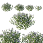 Aster Oblongifolius Bush
