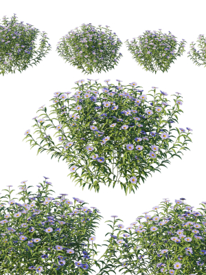 Aster Oblongifolius Bush
