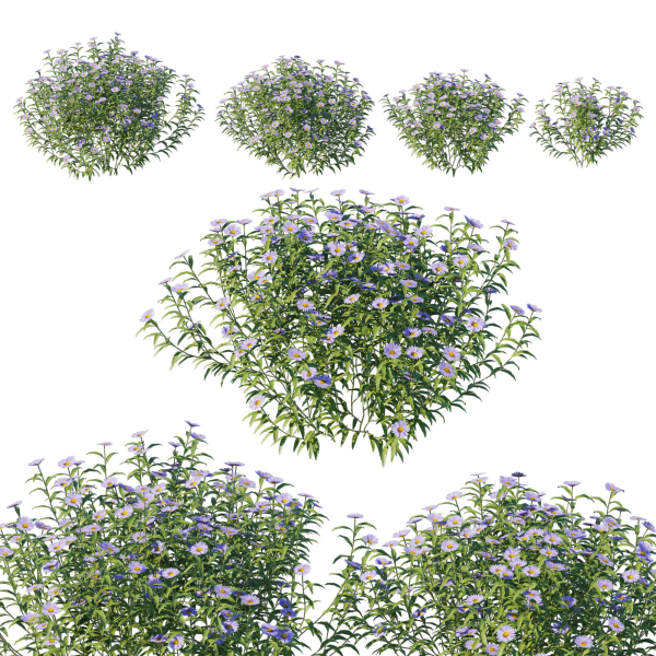 Aster Oblongifolius Bush