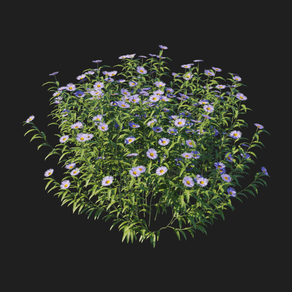 Aster Oblongifolius Bush