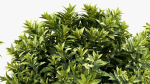 Aucuba japonica Japanese laurel