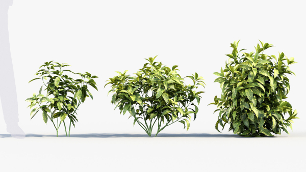 Aucuba japonica Japanese laurel
