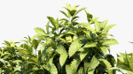 Aucuba japonica Japanese laurel