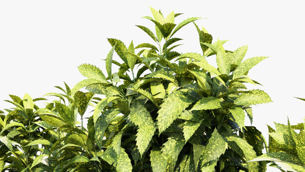 Aucuba japonica Japanese laurel