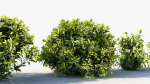 Aucuba japonica Japanese laurel