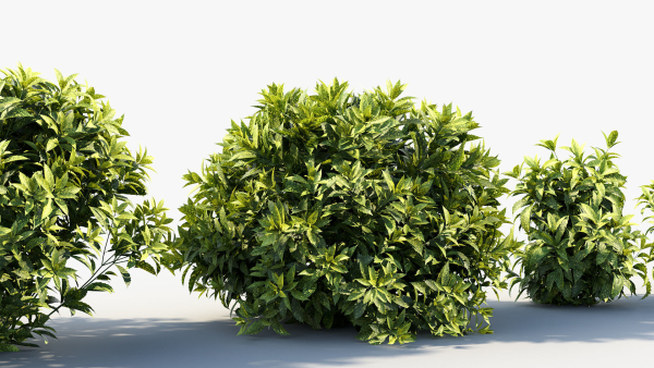 Aucuba japonica Japanese laurel