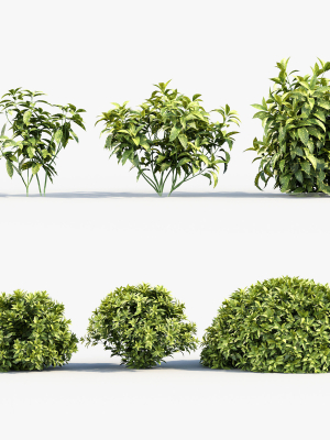 Aucuba japonica Japanese laurel