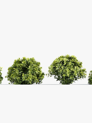 aucuba-japonica-japanese-laurel-3d-model-e3dc779122