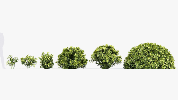 Aucuba japonica Japanese laurel