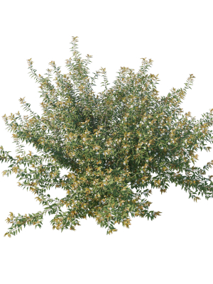 austromyrtus-dulcis-3d-model-1b5d889232