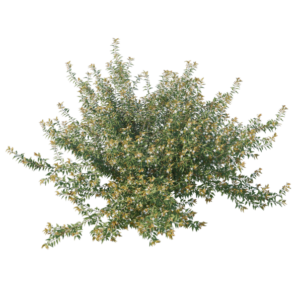 Austromyrtus Dulcis