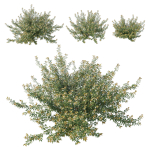 Austromyrtus Dulcis