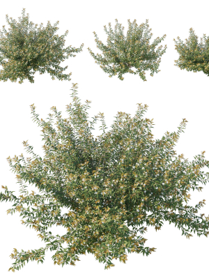 Austromyrtus Dulcis