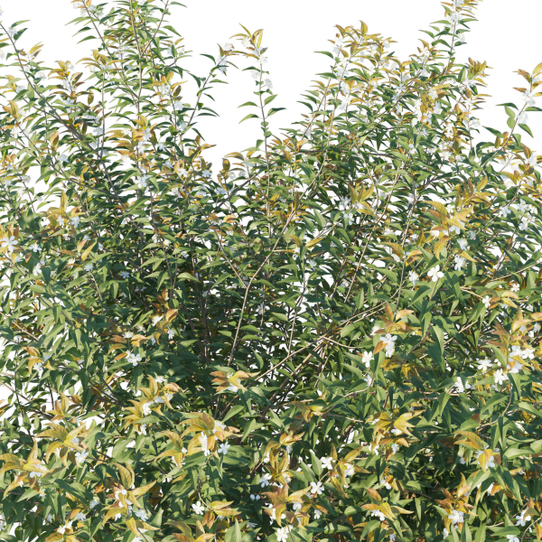 Austromyrtus Dulcis