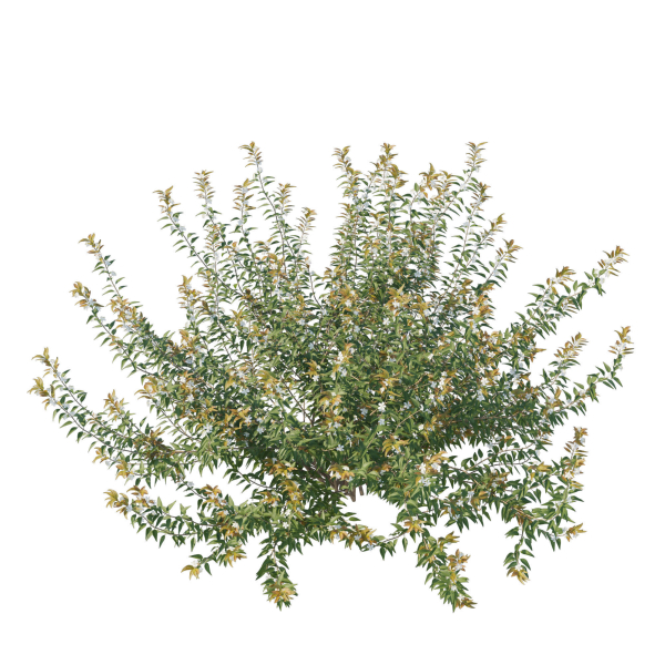 Austromyrtus Dulcis