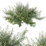 Austromyrtus Tenuifolia