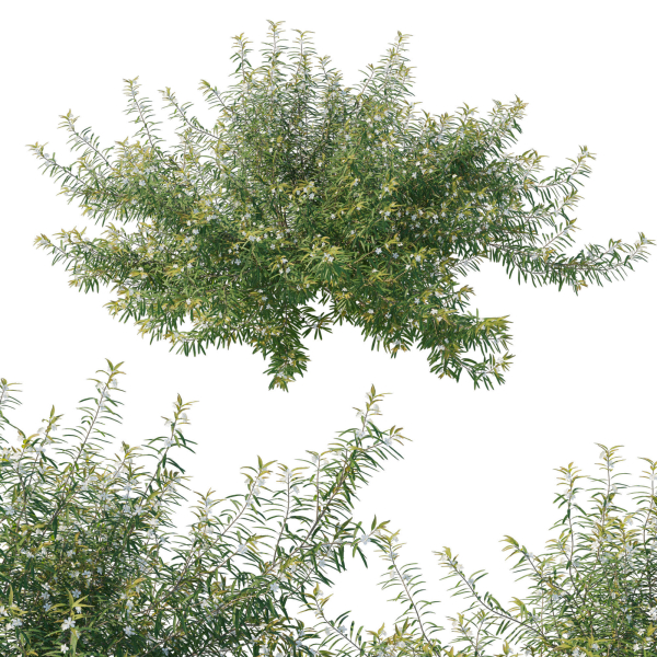 Austromyrtus Tenuifolia