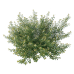 Austromyrtus Tenuifolia