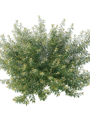 austromyrtus-tenuifolia-3d-model-8a87831d64
