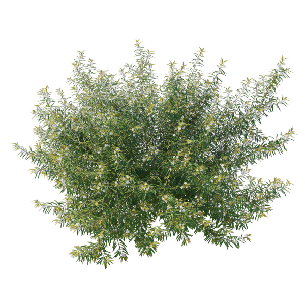 Austromyrtus Tenuifolia