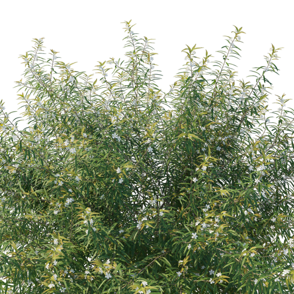 Austromyrtus Tenuifolia
