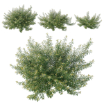 Austromyrtus Tenuifolia