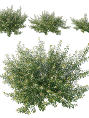 Austromyrtus Tenuifolia