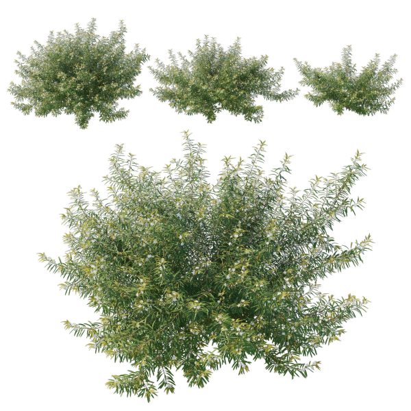 Austromyrtus Tenuifolia