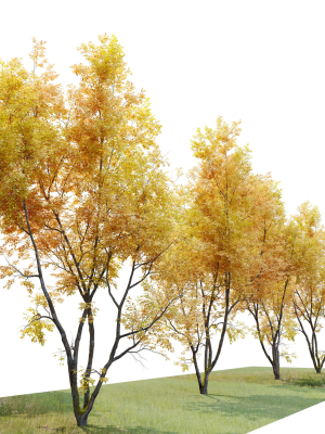 autumn-american-beech-3d-model-max-fbx-mat
