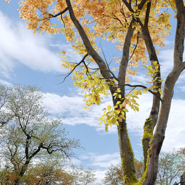 Autumn American beech