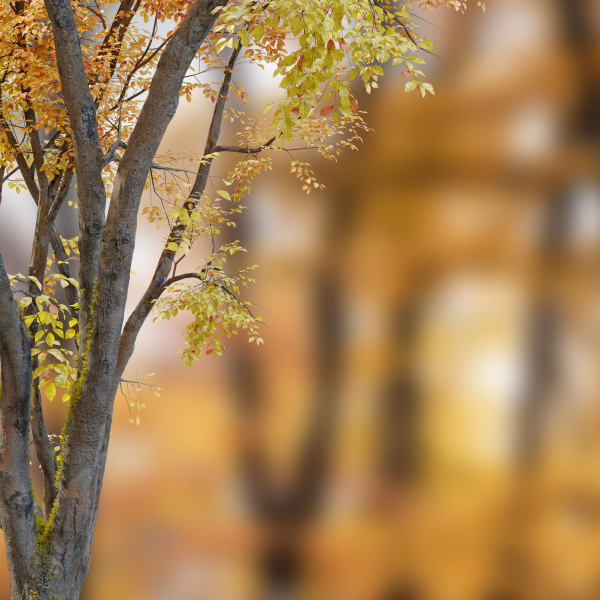 Autumn American beech