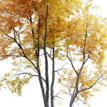 Autumn American beech