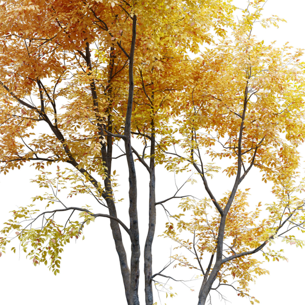 Autumn American beech