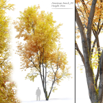 Autumn American beech
