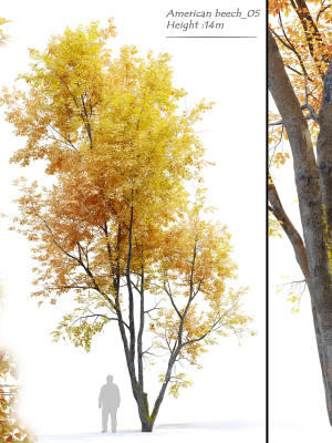 Autumn American beech