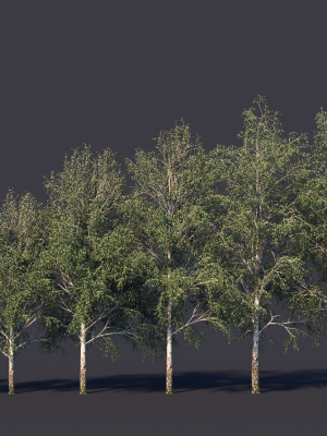 autumn-and-summer-birches-3d-model-max-fbx