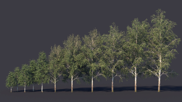 Autumn and summer birches