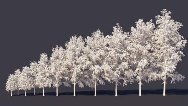 Autumn and summer birches