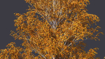 Autumn and summer birches