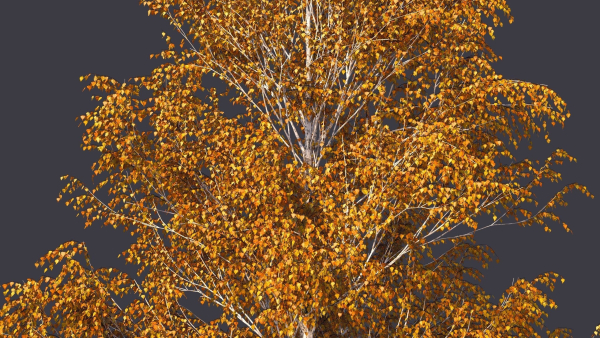 Autumn and summer birches