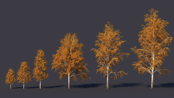 Autumn and summer birches