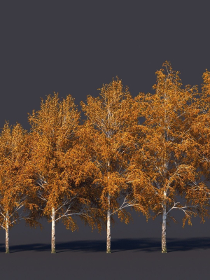 Autumn and summer birches