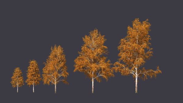 Autumn and summer birches