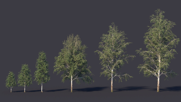Autumn and summer birches