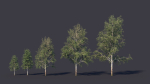Autumn and summer birches