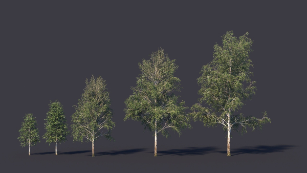Autumn and summer birches