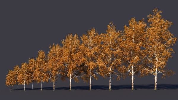 Autumn and summer birches
